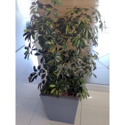 Planta Autorregante 5