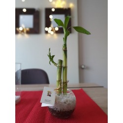 Lucky Bamboo 4